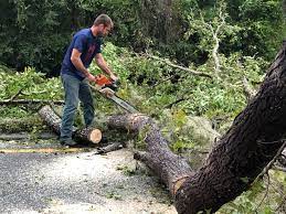 How Our Tree Care Process Works  in  Blairsville, PA