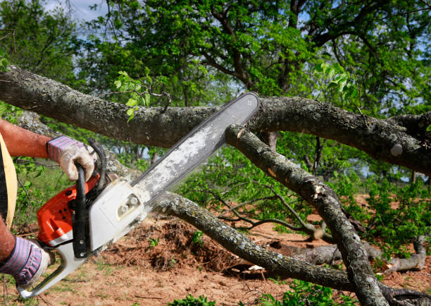 Professional Tree Care in Blairsville, PA